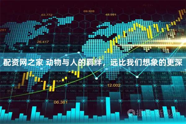 配资网之家 动物与人的羁绊，远比我们想象的更深